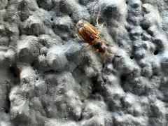 Clubbed Seed Bug thumbnail 1