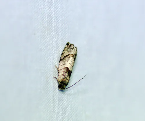 Cottonwood Twig Borer Moth