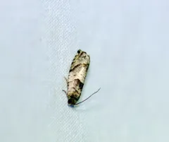 Cottonwood Twig Borer Moth thumbnail 1