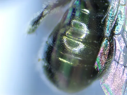 Ceratina sequoiae