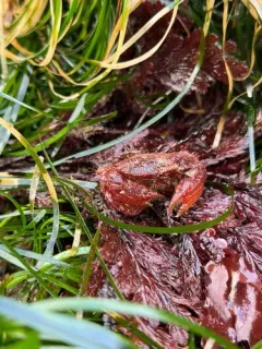 Hairy Rock Crab thumbnail 2