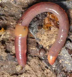 Gilt-tail thumbnail 2