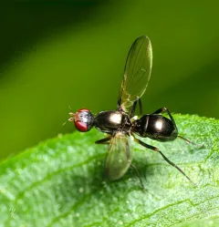Nemopoda nitidula thumbnail 2