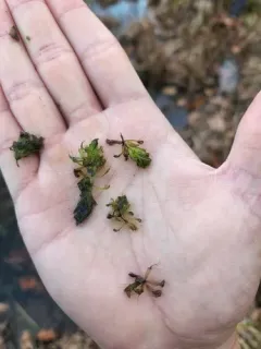 Waterwheel Plant thumbnail 3