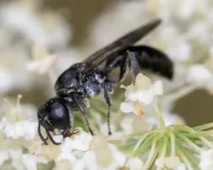 Crossocerus barbipes thumbnail 2
