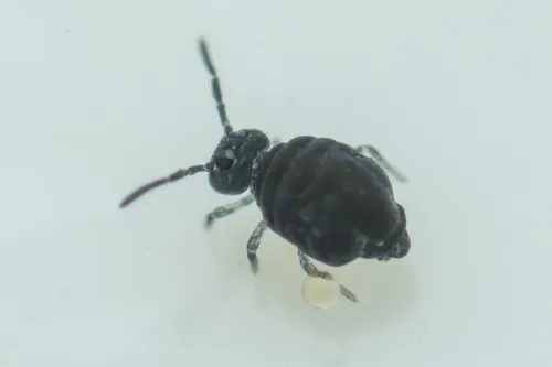 Sminthurinus lawrencei