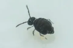 Sminthurinus lawrencei thumbnail 1