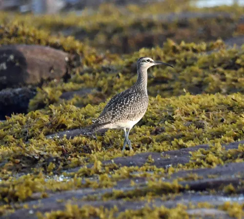 Eurasian Whimbrel