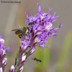 dotted gayfeather thumbnail 2