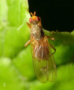 Scathophaga spurca thumbnail 2