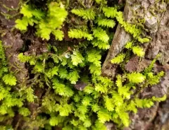 Dwarf Anomodon Moss thumbnail 2