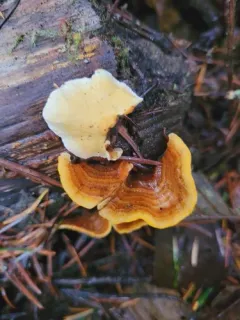Stereum versicolor thumbnail 2