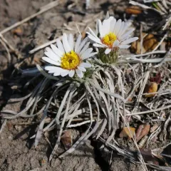 Hooker's Townsend-daisy thumbnail 4