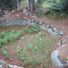 Rhubarb thumbnail 1