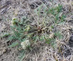Plains Cymopterus thumbnail 4