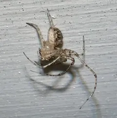 Common Pirate Spider thumbnail 1