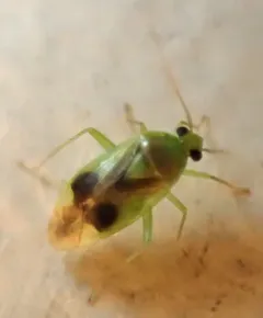 Neolygus tiliae thumbnail 2