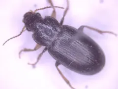 Ophonus rufibarbis thumbnail 2