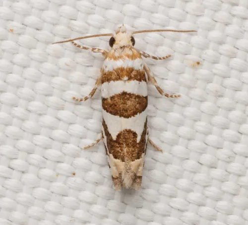 Robinson's Pelochrista Moth