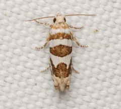 Robinson's Pelochrista Moth thumbnail 1