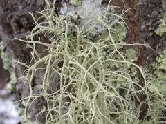Beard Lichen thumbnail 2