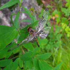 Calico Pennant thumbnail 2