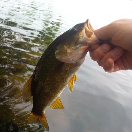 Smallmouth Bass