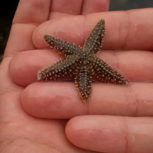 Forbes's Sea Star