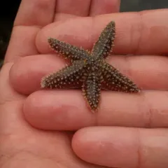 Forbes's Sea Star thumbnail 1