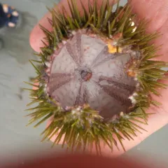 Arctic Green Sea Urchin thumbnail 2