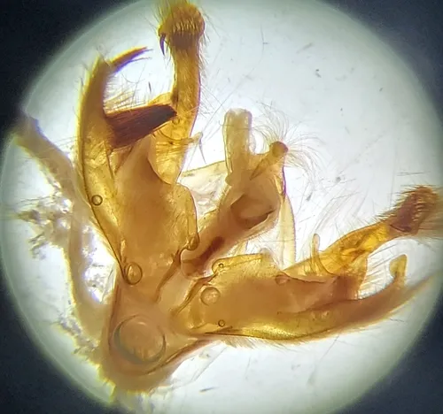 Polia discalis