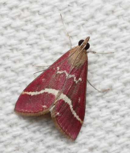 Volupial Mint Moth