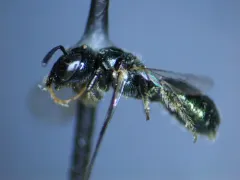 Tiny Small carpenter thumbnail 2