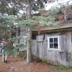 subalpine fir thumbnail 3