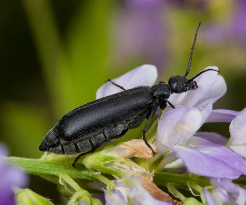 Caragana Blister Beetle