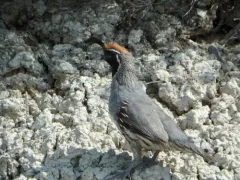 Gambel's Quail thumbnail 4