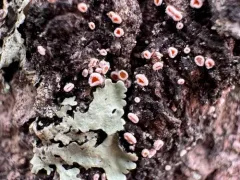 Lachnellula resinaria thumbnail 2