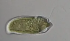 Cryptomonas curvata thumbnail 2