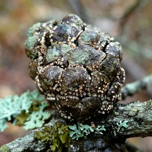 Propolis rhodoleuca