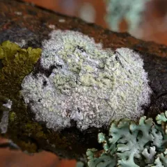 Tree Saucer Lichen thumbnail 4