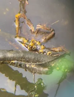 Longnose Spider Crab thumbnail 2