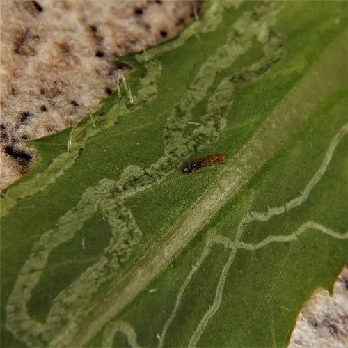 Phyllocnistis insignis