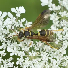 Saygorytes phaleratus thumbnail 4