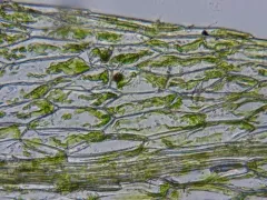 Weigel's Bryum Moss thumbnail 4