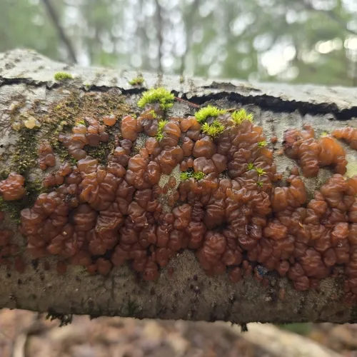 pine jelly