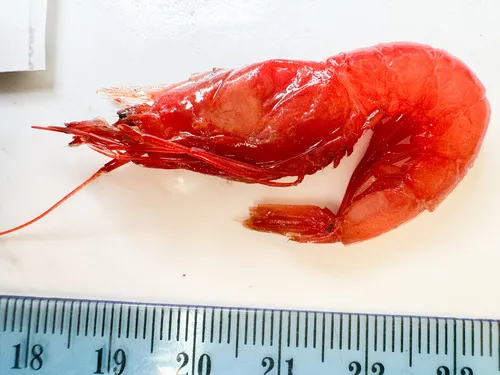 Hymenopenaeus debilis
