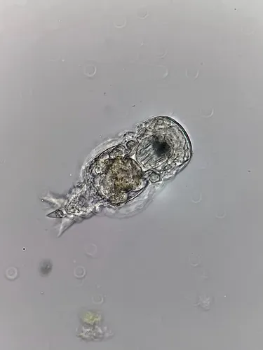 Notommata tripus