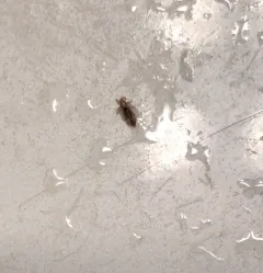 Human Louse thumbnail 4