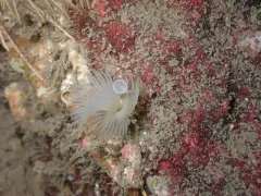Apomatus geniculatus thumbnail 2