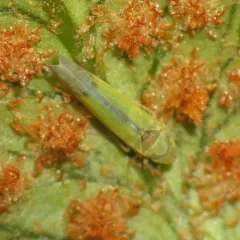 Eupteryx filicum thumbnail 3